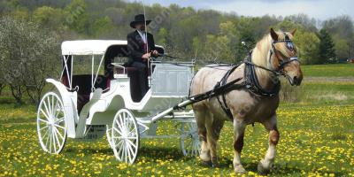 paard en wagen films