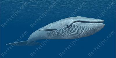 walvis films