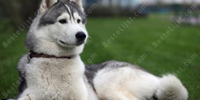 husky hond films