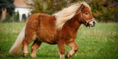 pony films