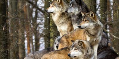 wolfsroedel films