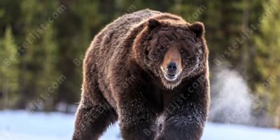 Grizzly beer films