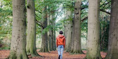 wandelen in het bos films