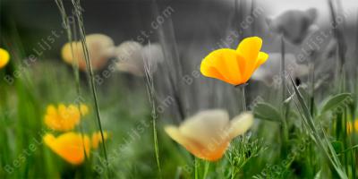 zwart en wit gaan over in kleur films