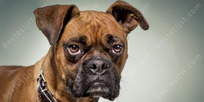 hond films