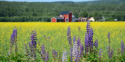 platteland films