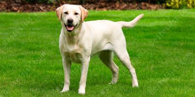 labrador retriever films