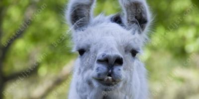 lama films