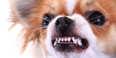 agressie door dieren films