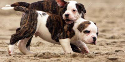 gevecht spelen films