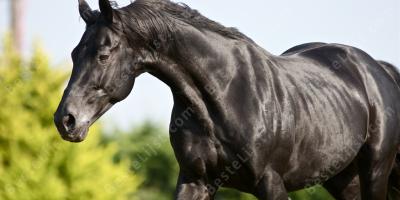 zwart paard films
