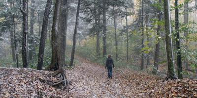 verdwaald in het bos films