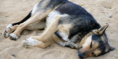 dood van hond films