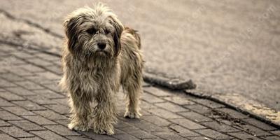 verdwaalde hond films