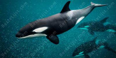 orka films