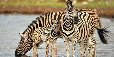 zebra films