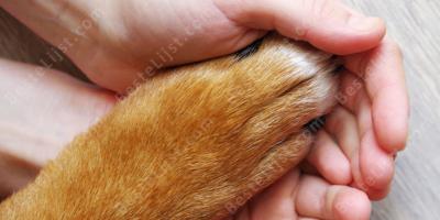dierenrechten films
