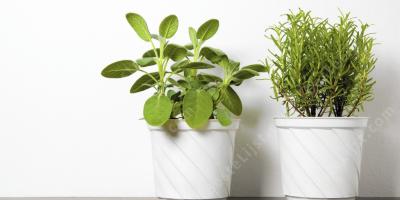 plant in bloempot films