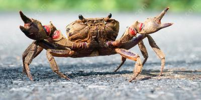 krab films