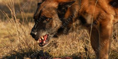 gedood door een hond films