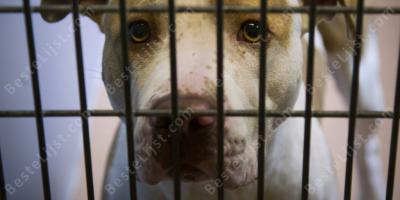 dierenasiel films