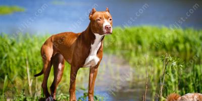 pitbull films