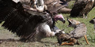 vogel aanval films