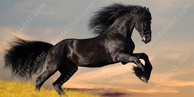 wild paard films