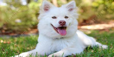 hond films