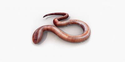 worm films