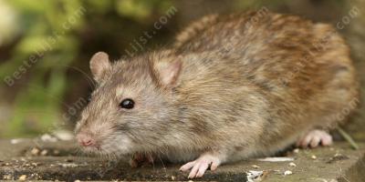 Rat films
