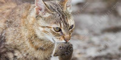 kat versus muis films