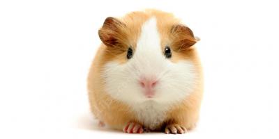 cavia films