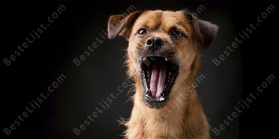 blaffende hond films