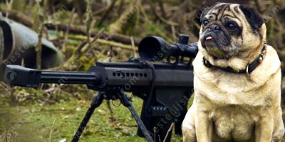 een hond neerschieten films