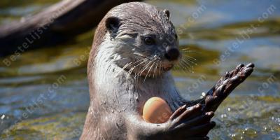 Otter films