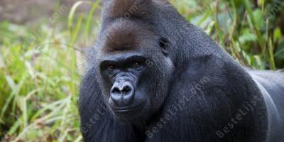 gorilla films