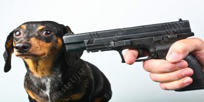 het doden van een hond films