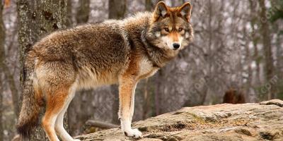 coyote films