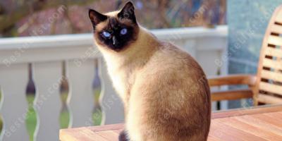 Siamese kat films