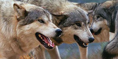 aanval van een wolf films