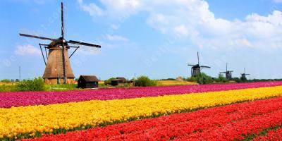 Nederland films
