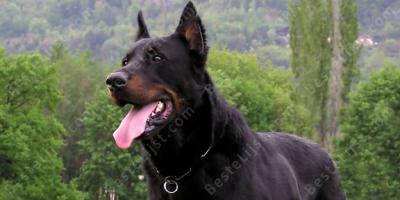 waakhond films