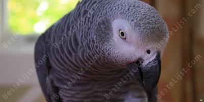 pratende vogel films