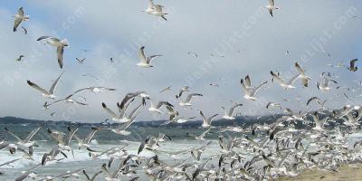 zwerm vogels films