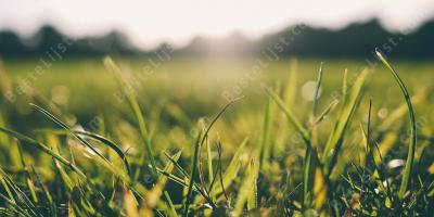 gras films