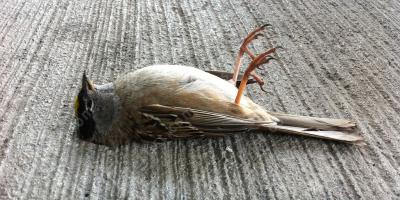 dode vogel films