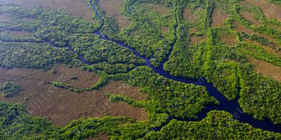 Everglades films