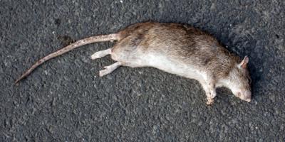 dode rat films