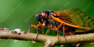 insect films